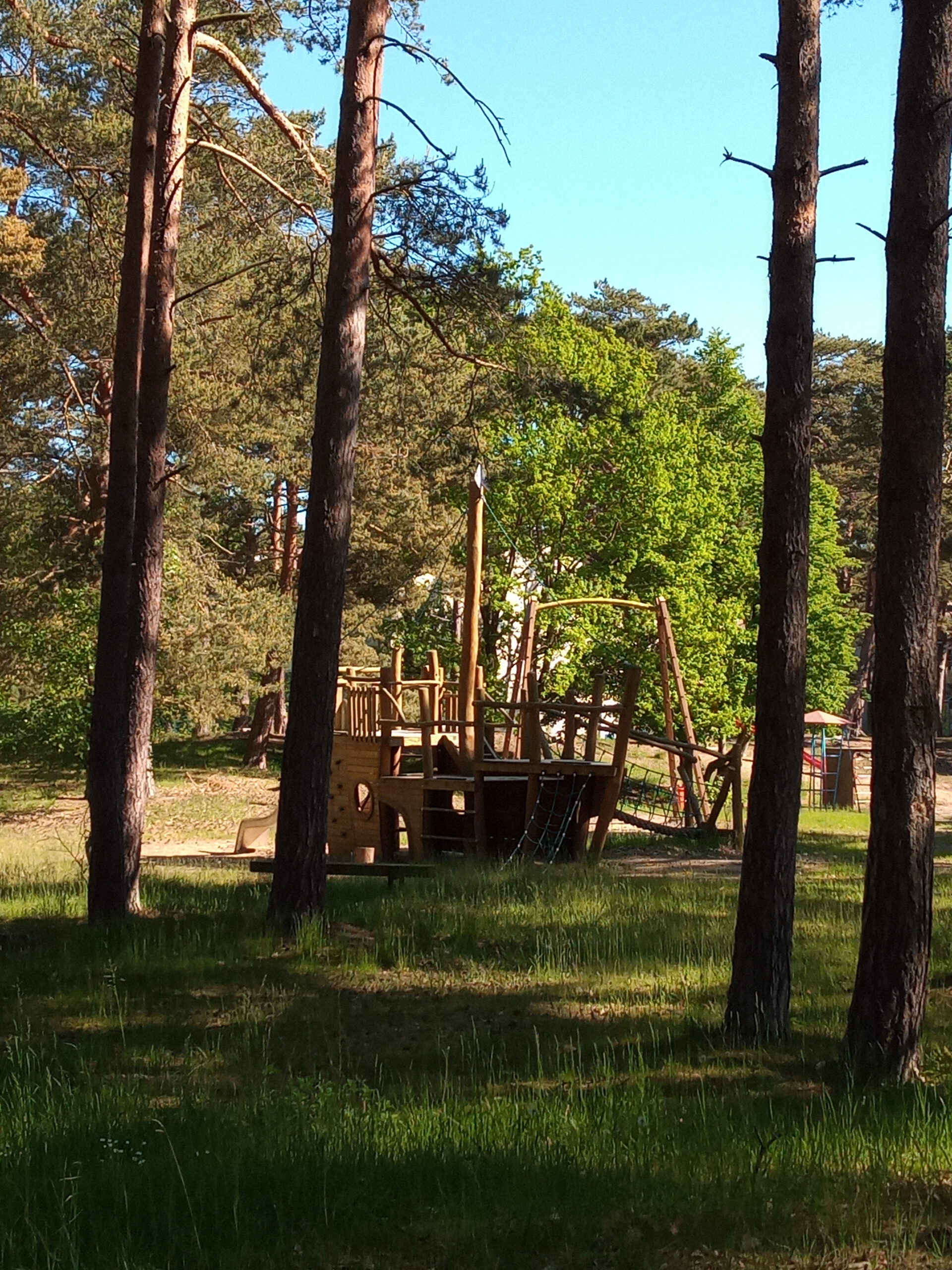 Kiefernwald am Weg zum Strand